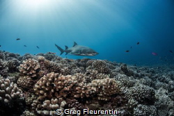 The reef and the Shark
The healthy reef of Moorea and it... by Greg Fleurentin 
